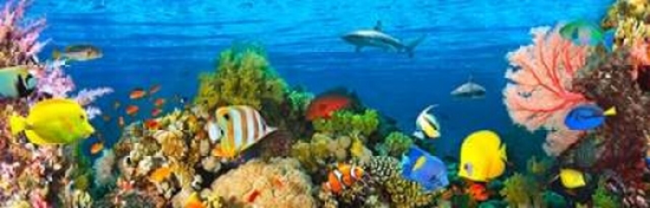 Life in the Coral Reef- Maldives Poster Print by Pangea Images - Item # VARPDX4AP3664